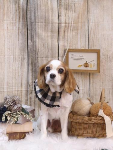 20241019マロくん 